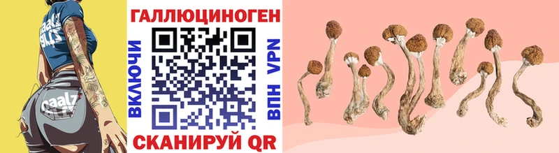 Псилоцибиновые грибы Cubensis  Тобольск 